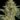 Allkush-Cannabis-Seed